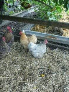 Vintage Chicken Feeder - Our Kitchen Garden